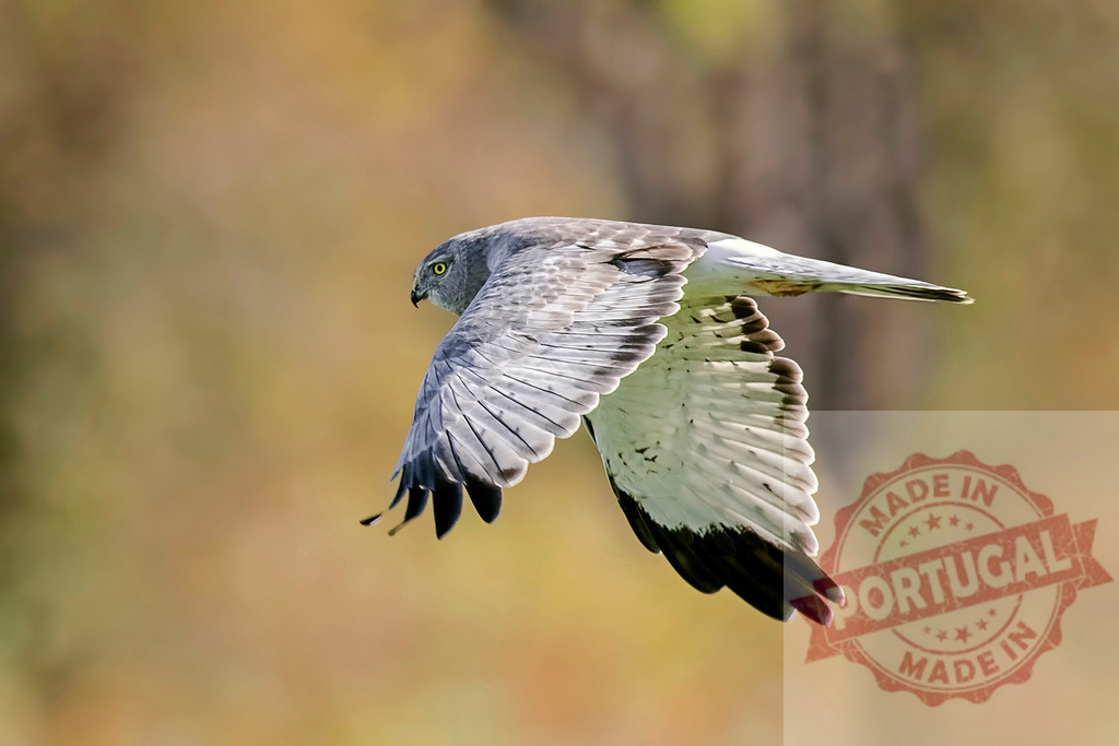 Northern Harrier hawk with wings spread flying | Northern Harrier or Circus hudsonius, a bird of prey, flying through nature - Realized with Pictrs.com