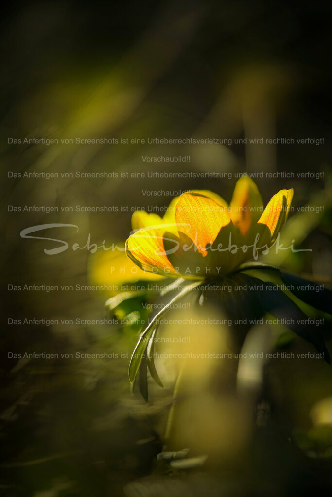 Wandbild Winterling | People- und Tierfotografie, Imageaufnahmen, Veranstaltungsfotografie und Wandbilder aus der Natur ★ Made in Germany ✔️ Druck + Downloads ✔️ Naturfotografie in Top Qualität ★ schneller Versand, weltweite Lieferung! - Realisiert mit Pictrs.com