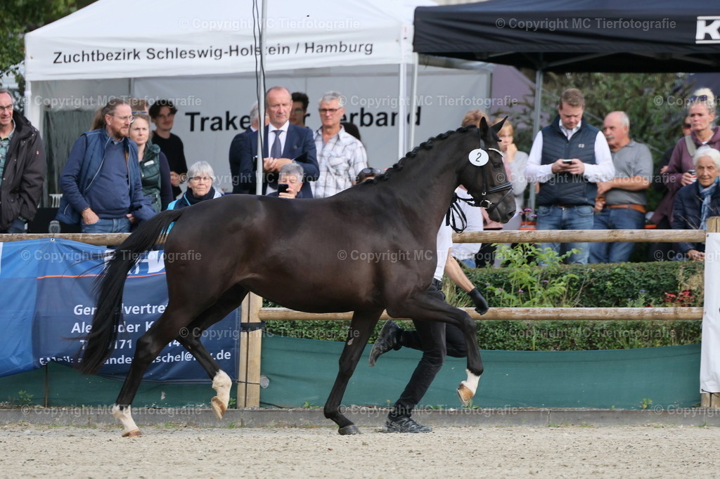Bundesstut.SchauDarmstadt13-140925MC3H5A5708B | Pferdefotos online bestellen - Realisiert mit Pictrs.com