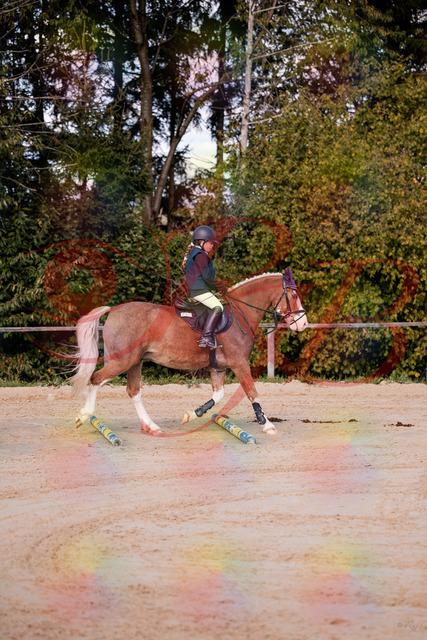 2026_10_03_Siefer-Hof_144417_Z81_17933870 | Professionelle Reitsport-, Turnier- und Eventfotografie von Robert Broda. Galerien mit ausgewählten und bearbeiteten Bildern direkt online ansehen und bestellen.
