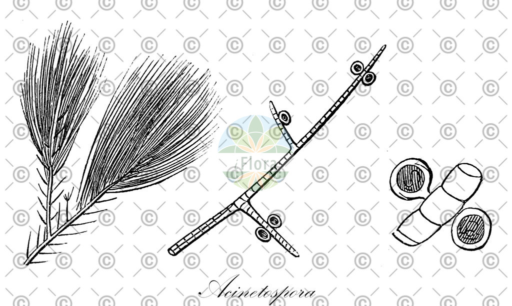 HistAbb_7NMS5_4_ENZY_Simple | Historische Abbildung von Acinetospora - Acinetosporaceae (0) | Historical Illustration of Acinetospora - Acinetosporaceae (0)