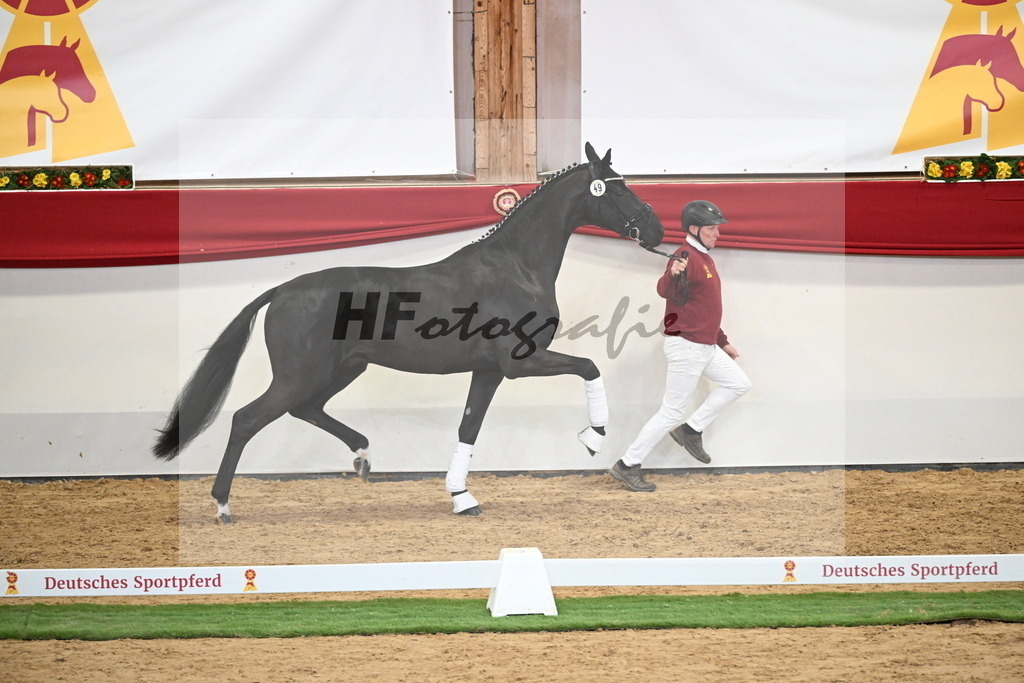 Kat.-Nr. 49 v. Debutant PS_Greim_2250149 | hf-fotografie - Realisiert mit Pictrs.com
