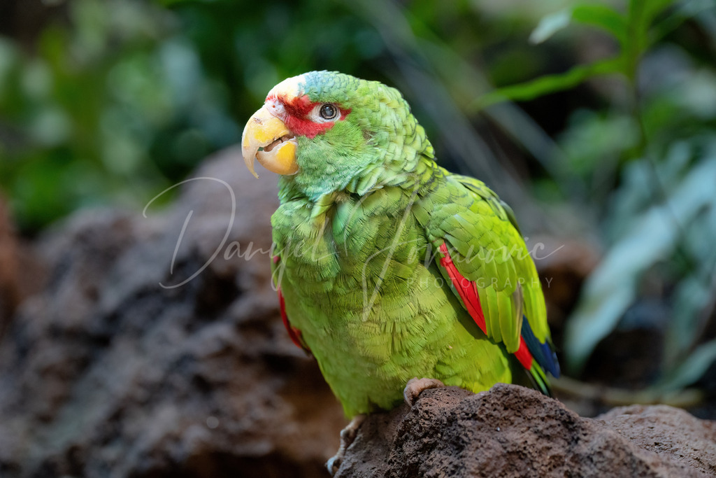 Papagei | farbenfroher Papagei