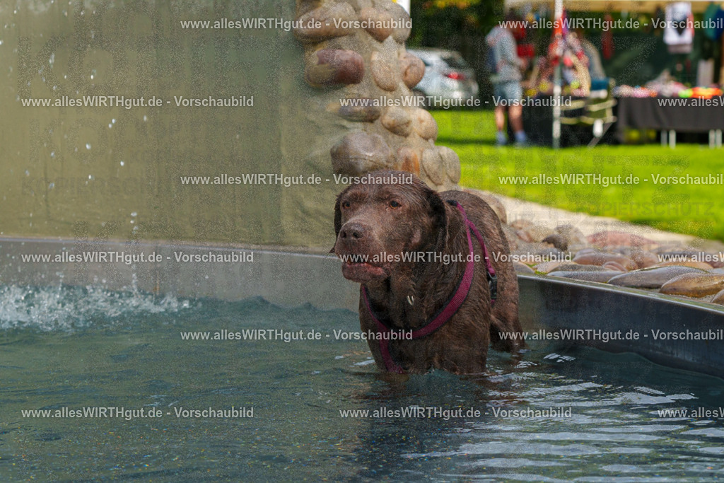 Hundeschwimmen_Grefrath_2026-allesWIRTHgut_Tierfotografie-11_18-FAY08185 | Professionelle Tierfotografie in Mönchengladbach von Daniel Wirth (allesWIRTHgut). Liebevolle & natürliche Bilder von Hunden & Katzen für unvergessliche Erinnerungen.