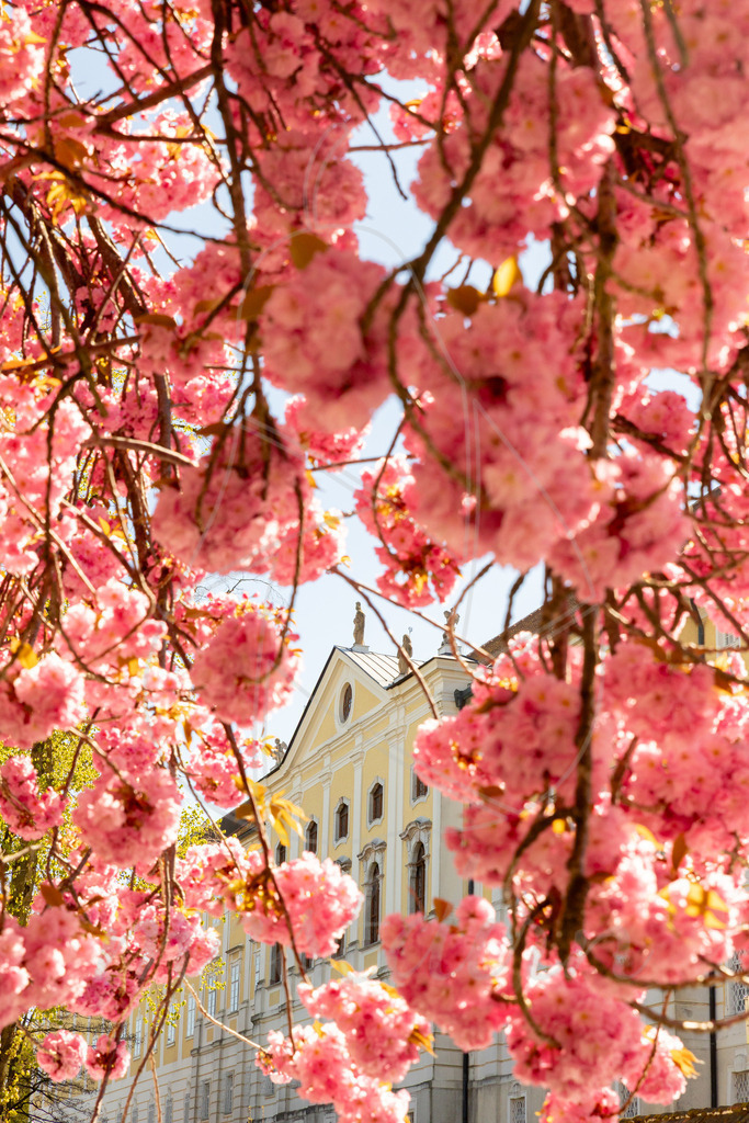 Seitenstetten_Rosa_Blueten_Mostdirn_Irmgard_Wieser-9368 | Ihre Fotografin im Lungau, ihre Fotografin im Mostviertel, Wandbilder Onlineshop, Imagefotos für Ihr Unternehmen,  - Realisiert mit Pictrs.com