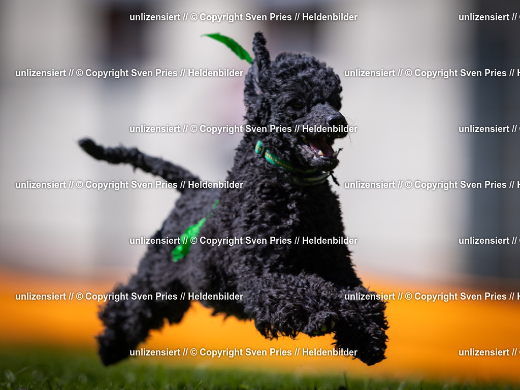 Sven Pries | 2025-08-10 - Hunderennen Durlach - Realisiert mit Pictrs.com