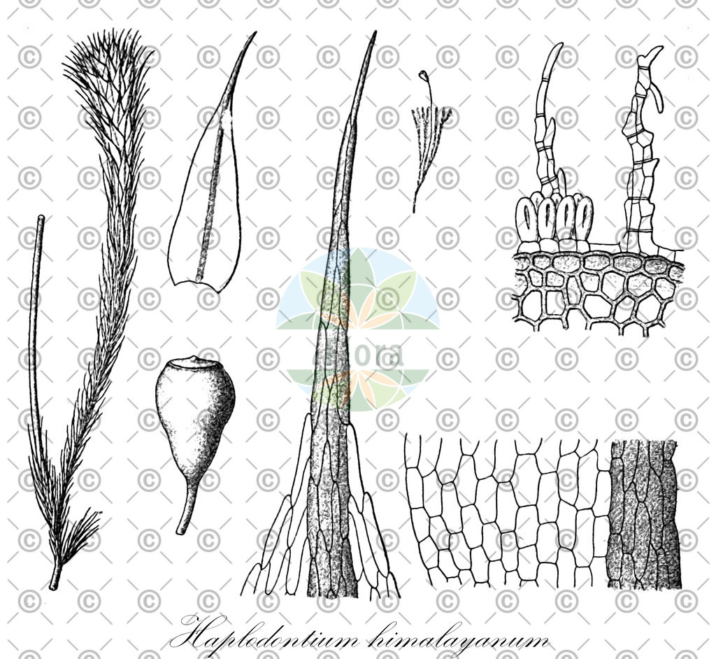 HistAbb_wfo-0000715422_1_ENZY_Simple | Historische Abbildung von Haplodontium himalayanum - Bryaceae | Historical Illustration of Haplodontium himalayanum - Bryaceae