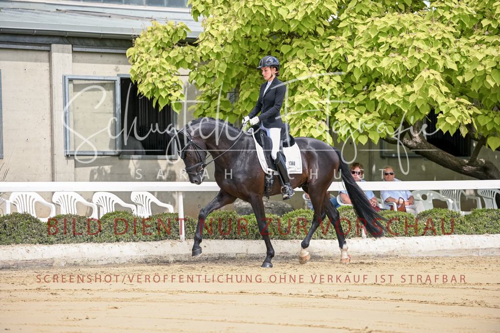 Schugtsche-Aluta25-48.Reitpferfdeprf.-87 | Schugtsche Fotografie - Realisiert mit Pictrs.com