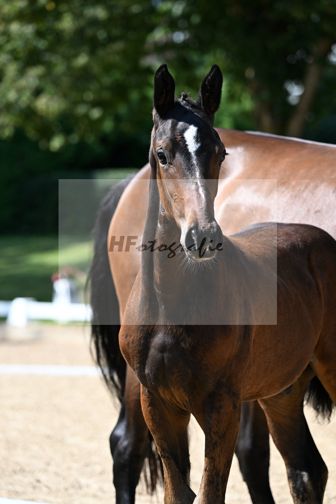 Kat-Nr. 7 Bowmore x Don Diamond_HF_Mayer_29250285 | hf-fotografie - Realizzato con Pictrs.com