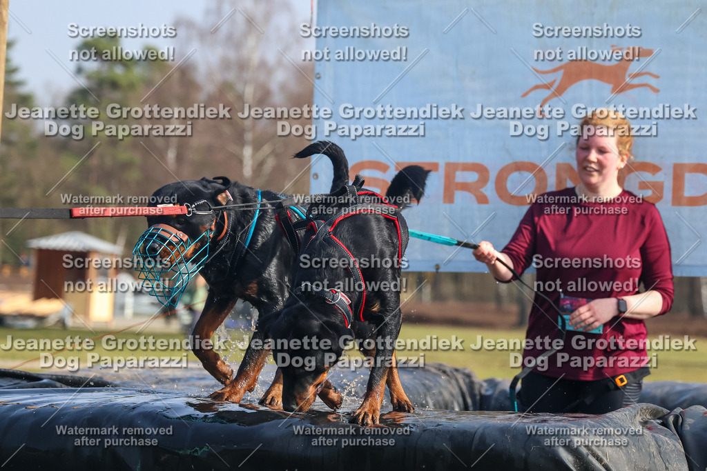 Dog Paparazzi - Strongdog North Mrz26-1853 | Dog Paparazzi Jeanette Grottendiek Fotografie & Videografie - Realisiert mit Pictrs.com