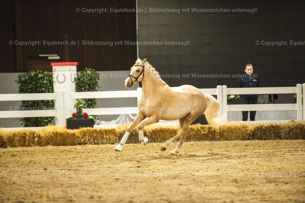 20240302_Hengstvorstellung_Marbach_TOMsPiC_0855 | equistock