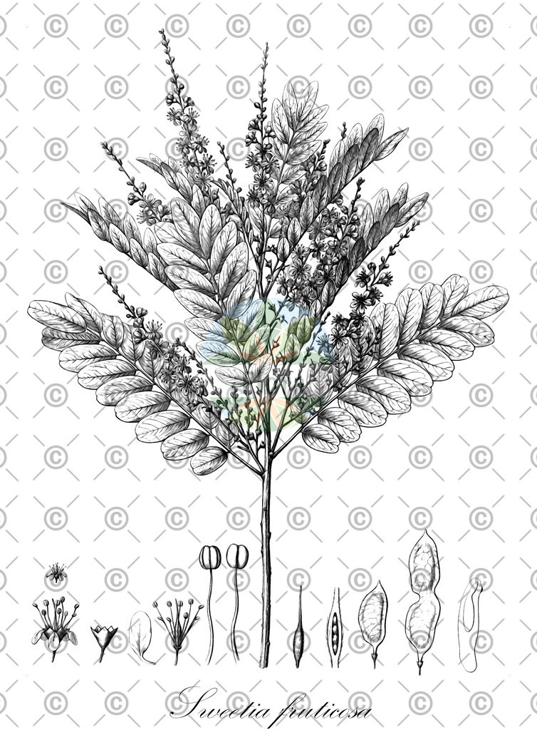 HistAbb_wfo-0000505130_1_ENZY_Simple | Historische Abbildung von Sweetia fruticosa - Fabaceae | Historical Illustration of Sweetia fruticosa - Fabaceae