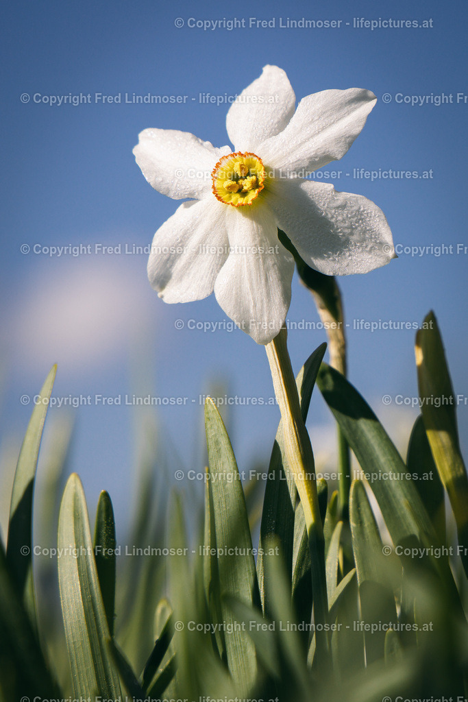 Narzissenblute Mariazellerland 2020- | Fotos und Fotoprodukte - Realisiert mit Pictrs.com