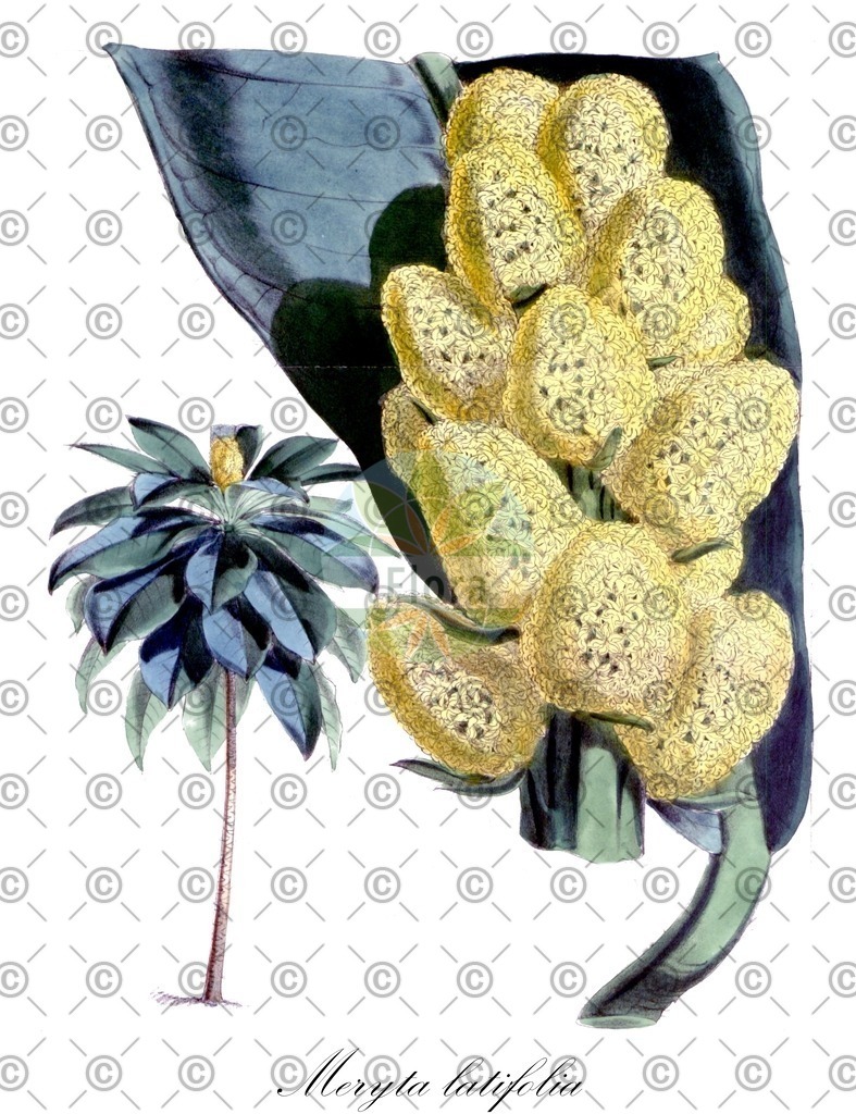 HistAbb_wfo-0000471552_1_ENZY_Simple | Historische Abbildung von Meryta latifolia - Araliaceae | Historical Illustration of Meryta latifolia - Araliaceae