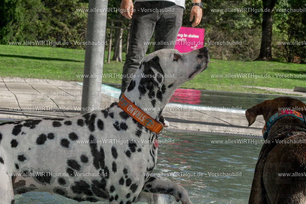 Hundeschwimmen_Volksbad_2026-allesWIRTHgut_Tierfotografie-2609061549-DSC00138 | Professionelle Tierfotografie in Mönchengladbach von Daniel Wirth (allesWIRTHgut). Liebevolle & natürliche Bilder von Hunden & Katzen für unvergessliche Erinnerungen.
