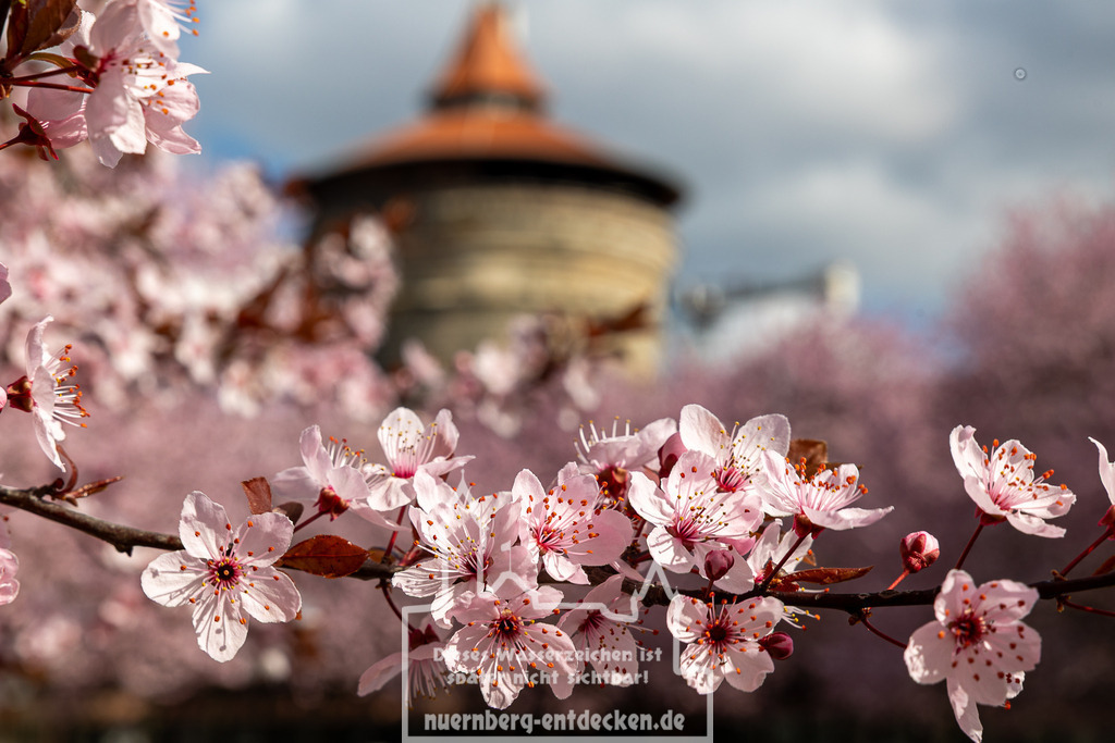 Kirschblüte in Nürnberg, 01.04.2025 | Nahaufnahme blühender Zierkirschen vor dem unscharfen Hintergrund des Laufertorturms in Nürnberg. Die Aufnahme zeigt die Kirschblüte während des Frühlings in der Nürnberger Innenstadt. - Realisiert mit Pictrs.com