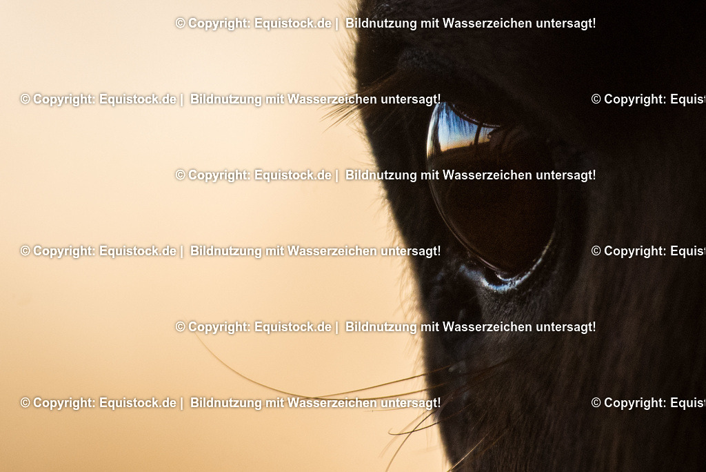 20160125_Auge_im_Sonnenuntergang_0001 | equistock