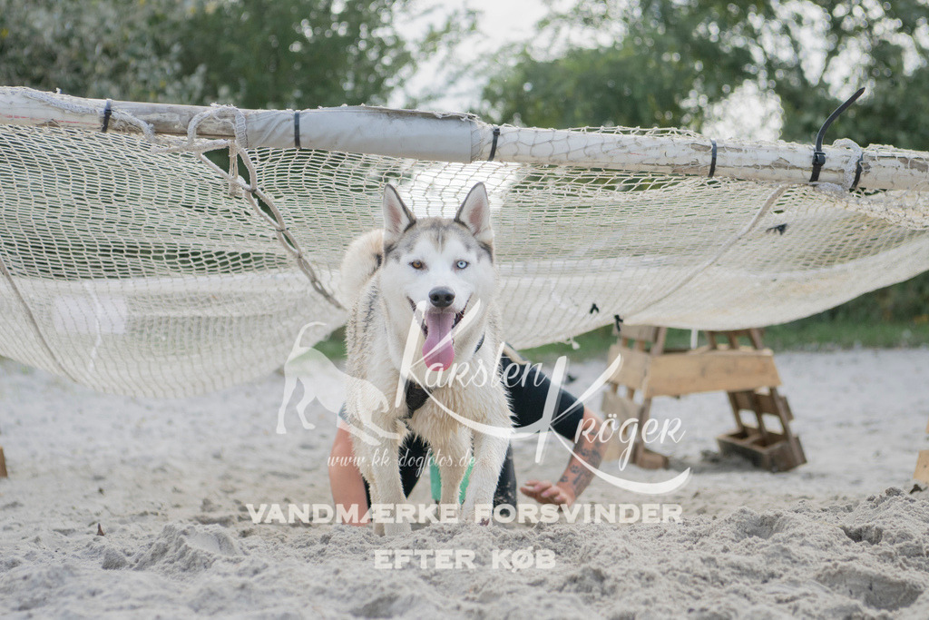 1330_ZZ97380 | kk-dogfotos