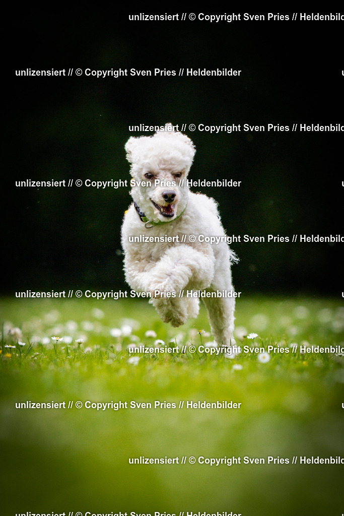 Sven Pries | 2025-05-29 - Pudelrennen KA-Durlach - Realisiert mit Pictrs.com