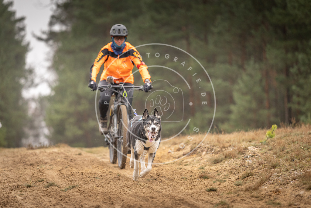 Pfotenfotografie_DV3A3749 | Hundefotografie, Tierfotograf, Pfotenfotografie, Fotoshooting Hund, Hunde Portrait, Hundesport, Hundeportraits, Heideshooting, Hunde, Sportfotograf, Hundefotograf, Turnierhundsport, THS,  - Realisiert mit Pictrs.com