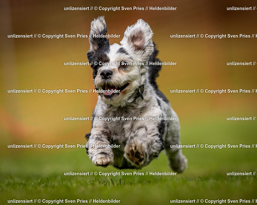 Sven Pries | 2024-09-22 - Hunderennen Baden-BadenPudelverein - Realisiert mit Pictrs.com