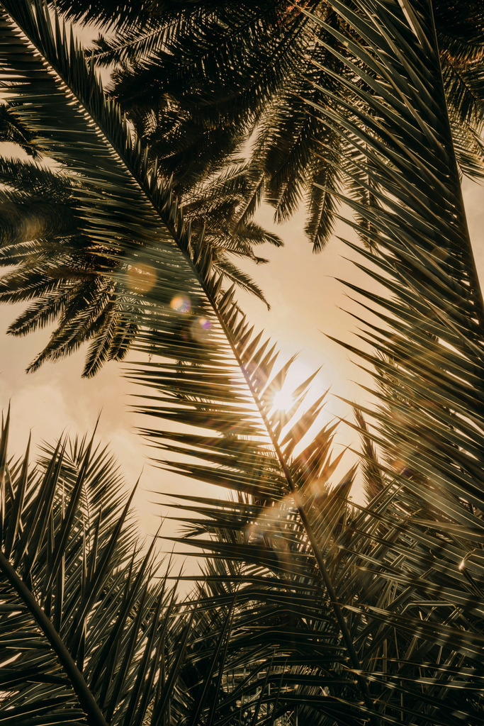 Teneriffa_by Leevke Draack_19 | Du suchst natürliche und atmosphärische Prints oder Leinwanddrucke? In diesem Shop gibt es alles, nur kein Mainstream. - Realisiert mit Pictrs.com