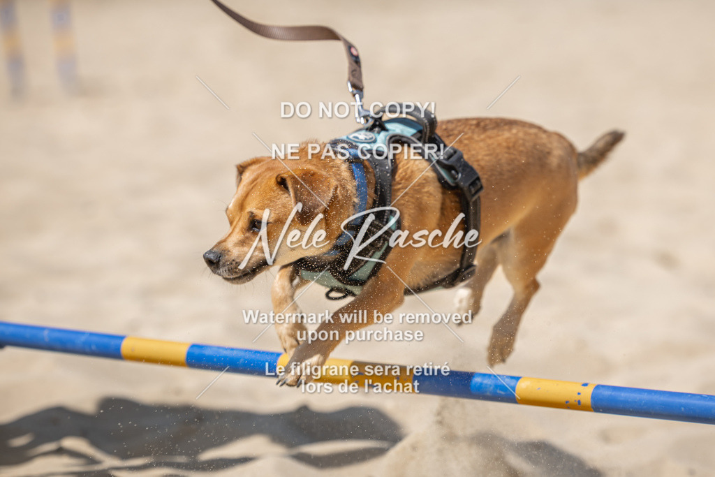 nelerasche_saBeachility_762 | nelerasche