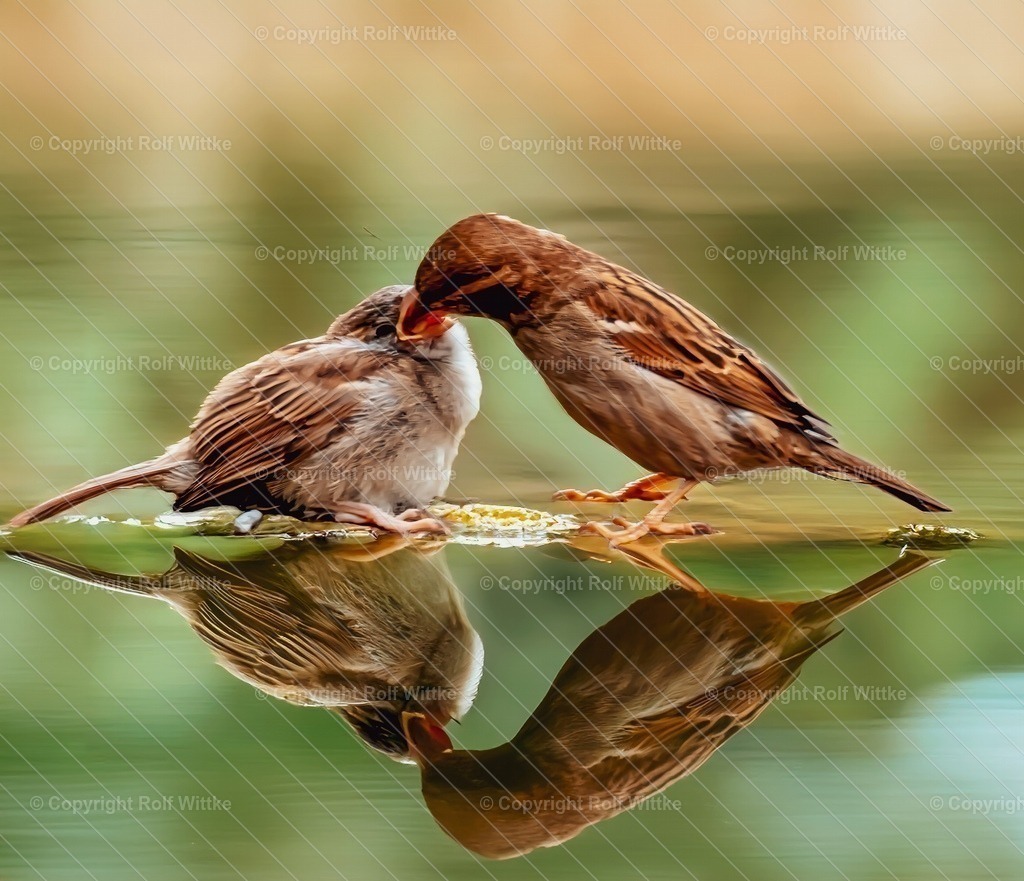 fütterung2.1 | BEI DER Fütterung des jungen Sperlings - Realisiert mit Pictrs.com
