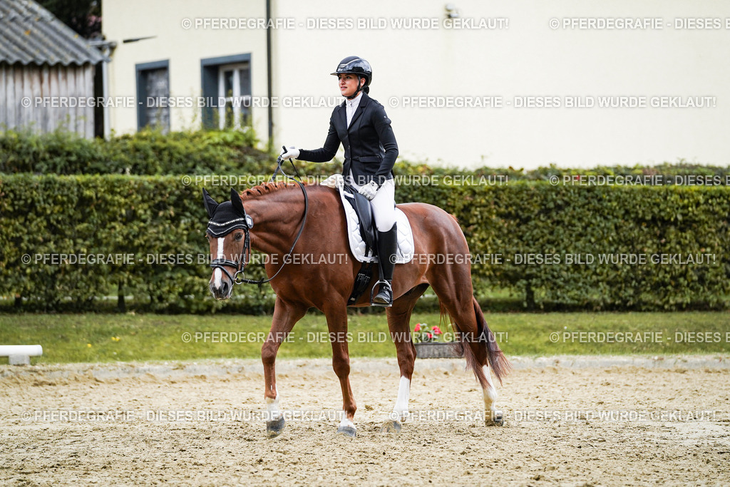 DSC08153 | Pferdegrafie