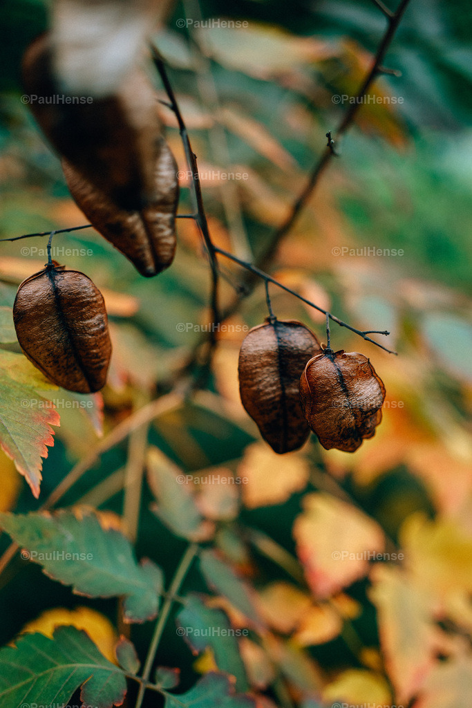 20221020_PaulHense_S0047_DSC00138 | paulhense - Realisiert mit Pictrs.com