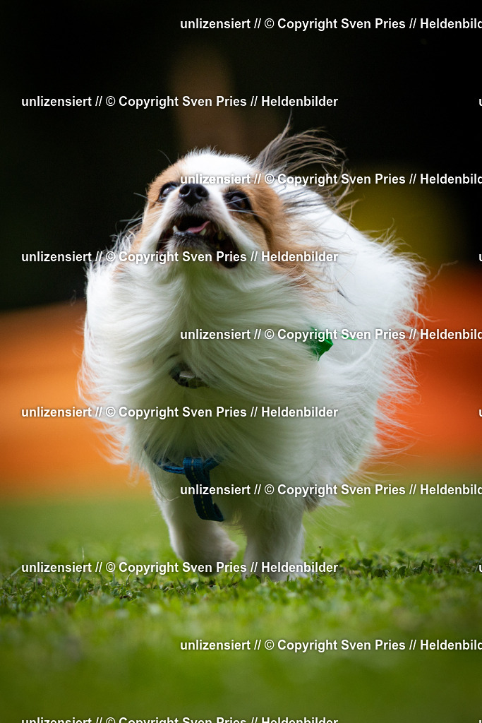 Sven Pries | 19. Allgemeines Hunderennen Karlsruhe Durlach - Realisiert mit Pictrs.com