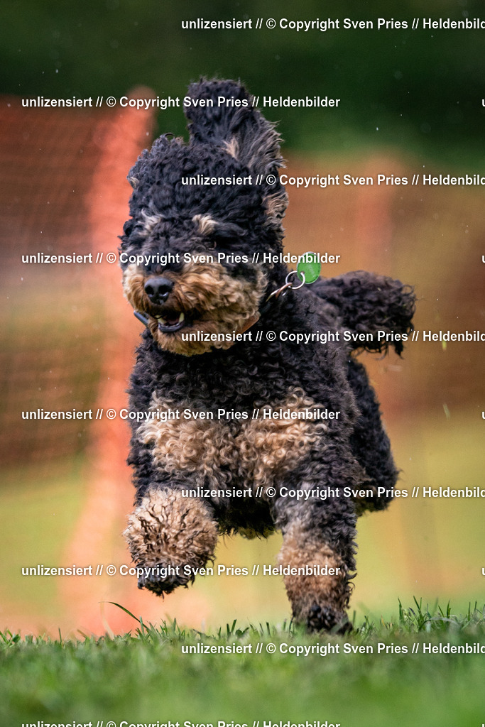 Sven Pries | 2024-04-21 - Hunderennen Baden-Oos
Foto: Sven Pries - Realisiert mit Pictrs.com