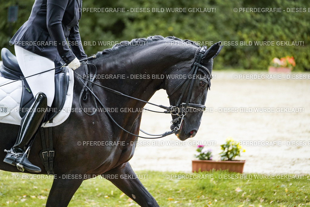 DSC09317 | Pferdegrafie