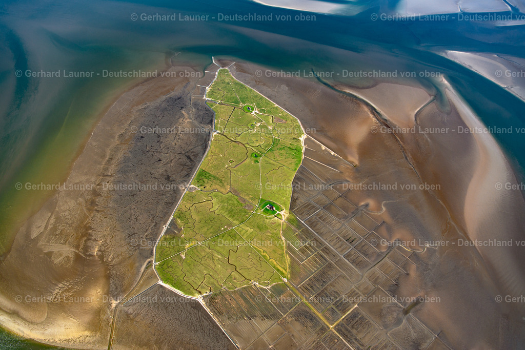 3801618 | Hallig Nordstrandischmoor, Nationalpark Schleswig-Holsteinisches Wattenmeer