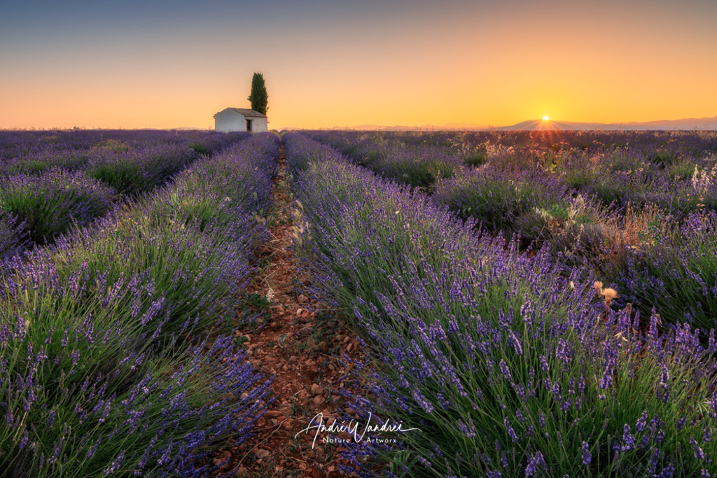 Lavendelmorgen | Andre Wandrei - Nature Artworx - Realisiert mit Pictrs.com