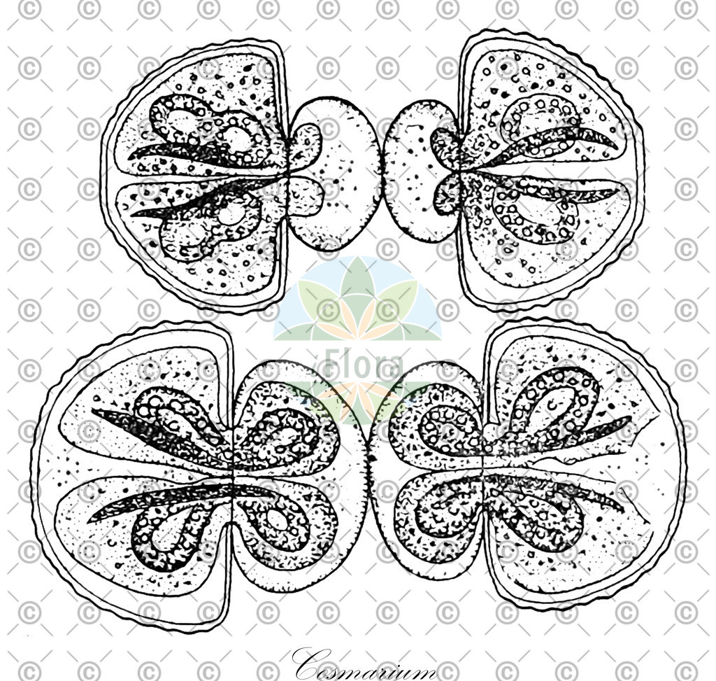 HistAbb_62NNS_3_ENZY_Simple | Historische Abbildung von Cosmarium - Desmidiaceae (0) | Historical Illustration of Cosmarium - Desmidiaceae (0)