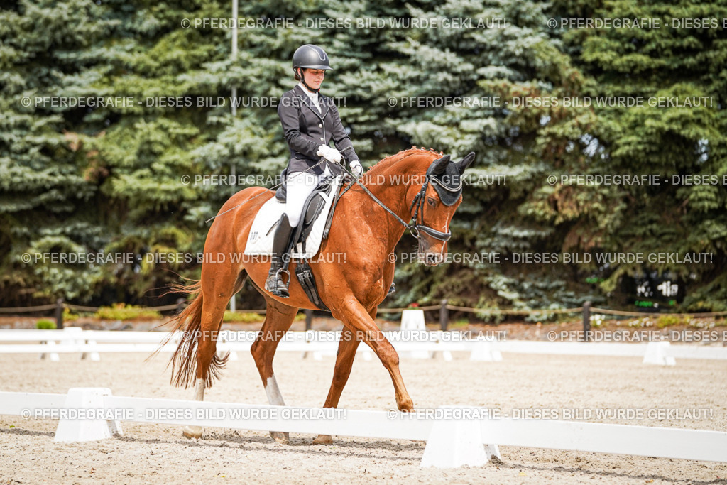 DSC04014 | Pferdegrafie