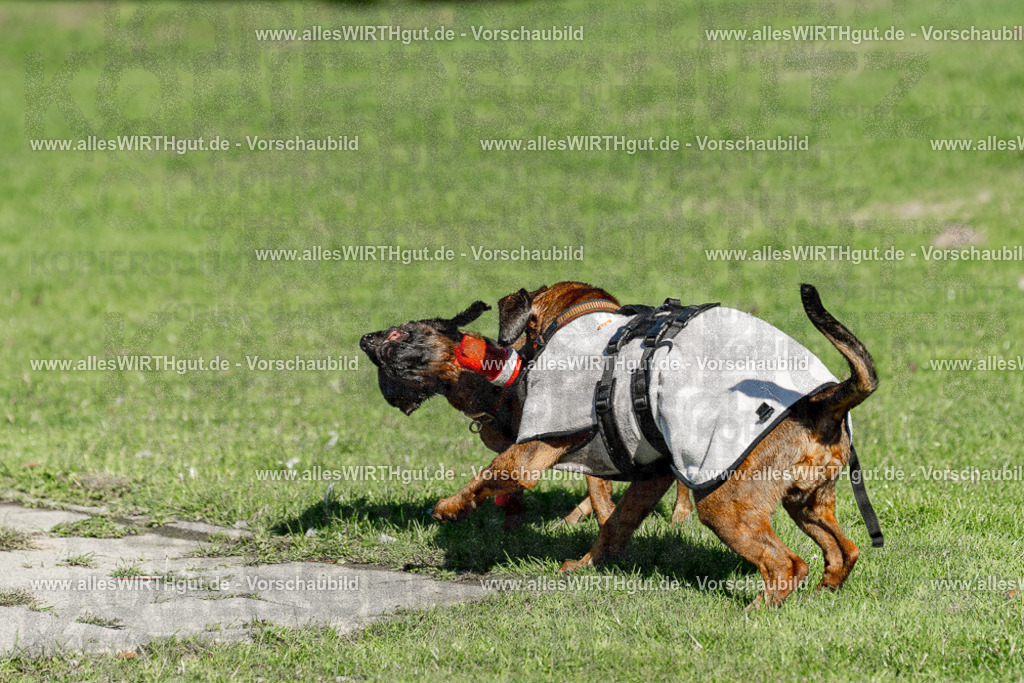 Hundeschwimmen_Volksbad_2026-allesWIRTHgut_Tierfotografie-2609061037-094718-7R509069 | Professionelle Tierfotografie in Mönchengladbach von Daniel Wirth (allesWIRTHgut). Liebevolle & natürliche Bilder von Hunden & Katzen für unvergessliche Erinnerungen.