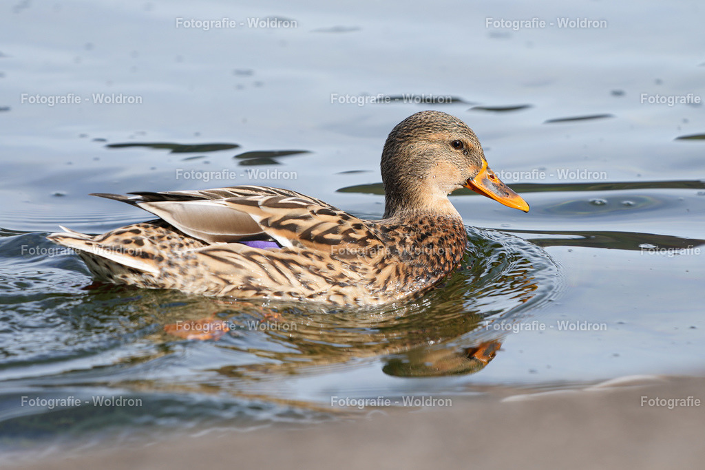 20221023 Erlaufsee - Lunz am See - Mariazell-44 | Fotografie Woldron