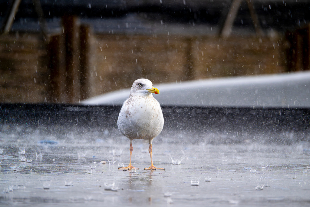 Standhafter Küstenbewohner im Inselregen | Eine Möwe trotzt auf der Nordseeinsel Texel stoisch einem gewaltigen Regenschauer. Dichte Regentropfen prasseln hernieder und hinterlassen auf der nassen Fläche unzählige kleine Wasserspritzer und Kronen. Mit eingezogenem Kopf und fokussiertem Blick wirkt der Vogel unbeeindruckt von den Gezeiten des rauen Küstenwetters. Die Szenerie fängt die wilde, ehrliche Atmosphäre eines echten Nordseetages perfekt ein – ein ausdrucksstarkes Porträt von Natur, Ausdauer und der unverfälschten Schönheit des Elements Wasser. - Realisiert mit Pictrs.com