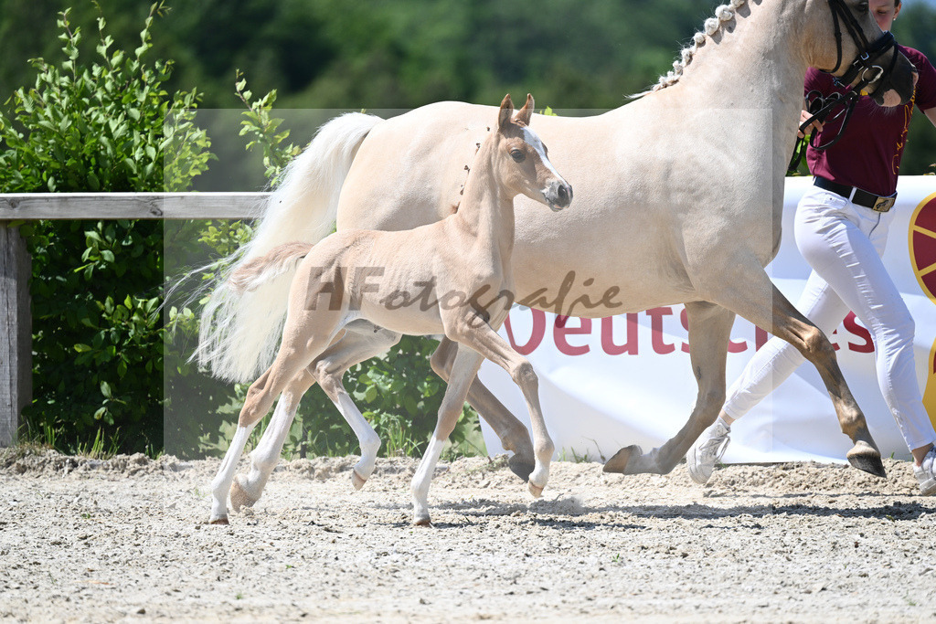 Kat-Nr. 15 SF Reitlands Diamonds Gold_Butolo_15230304 | hf-fotografie - Realizzato con Pictrs.com