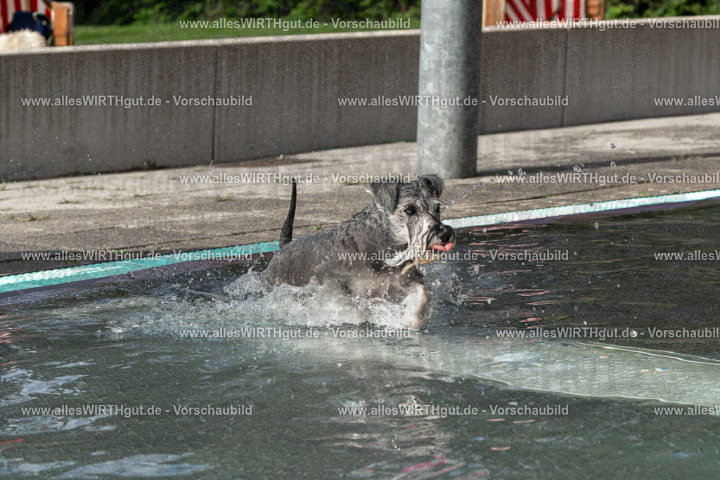 Hundeschwimmen_Volksbad_2026-allesWIRTHgut_Tierfotografie-2609061508-FAY07108 | Professionelle Tierfotografie in Mönchengladbach von Daniel Wirth (allesWIRTHgut). Liebevolle & natürliche Bilder von Hunden & Katzen für unvergessliche Erinnerungen.