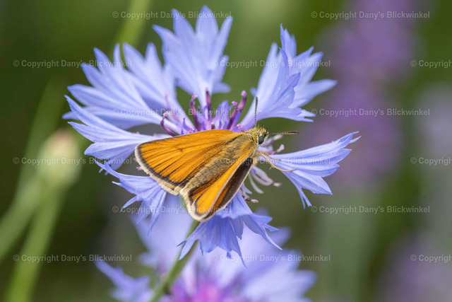 202126 | Tierfotografie, Tierkalender, Tierbilder, Insekten, Spinnen, Vögel, Schmetterling, Libellen, Leinwand, Colorkey, Qualität, Geschenkartikel, Geschenk - Realisiert mit Pictrs.com