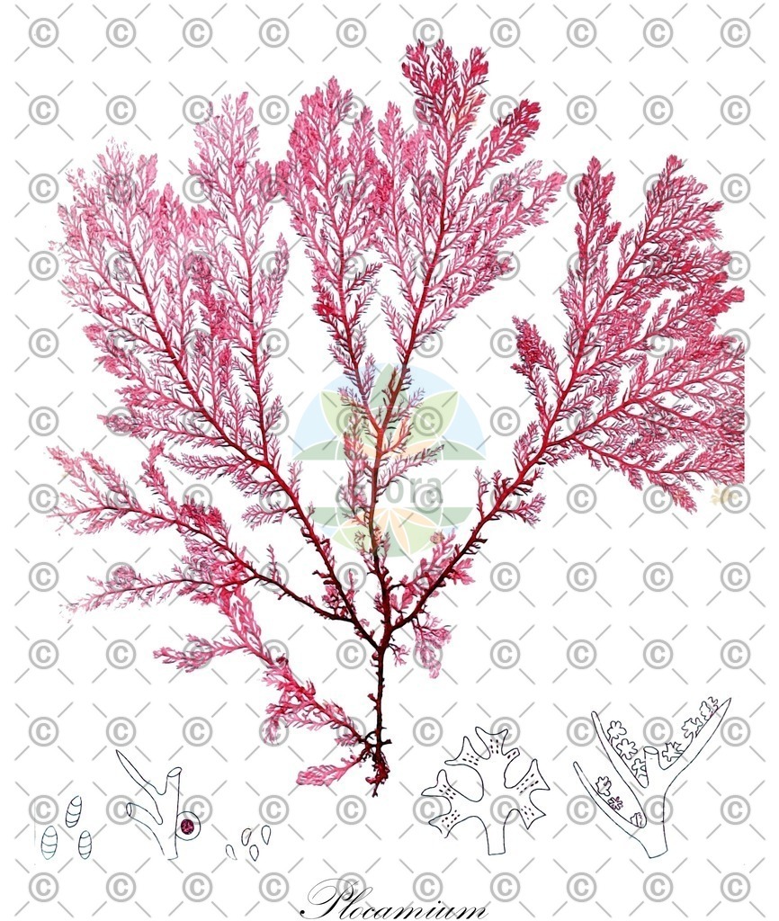 HistAbb_wfo-0000278972_1_ENZY_Simple | Historische Abbildung von Plocamium - Plocamiaceae (0) | Historical Illustration of Plocamium - Plocamiaceae (0)