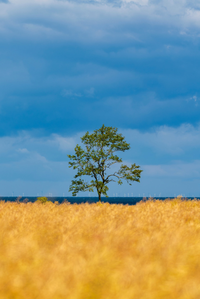 2025_07_09_FEHMARN-LEUCHTTURM+SCHMETTERLINGE_MCP8875 | Hochwertig gedruckte Fotografien für die Wand, als Kalender und zum Verschenken. Hamburg & Norddeutschland und überall wo ich mit der Kamera unterwegs war.