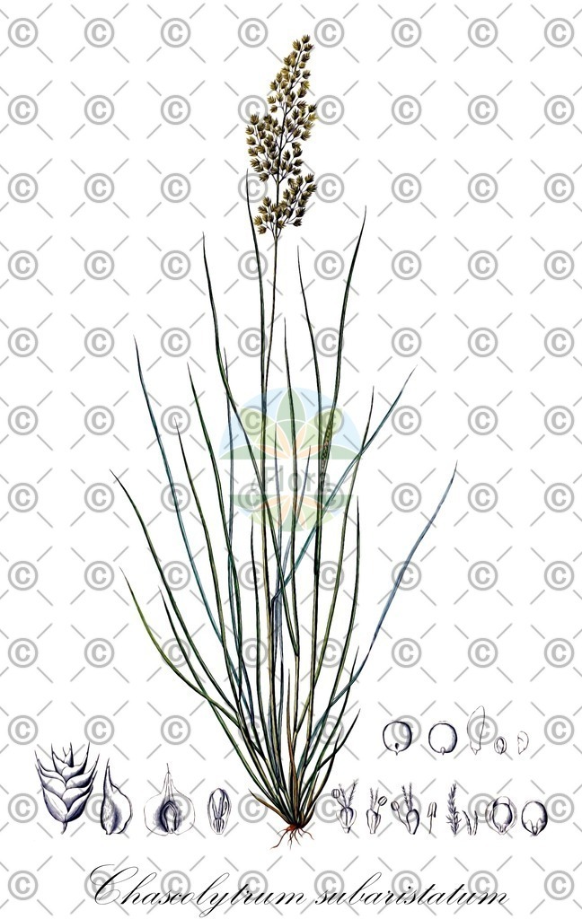 HistAbb_wfo-0000788429_1_ENZY_Simple | Historische Abbildung von Chascolytrum subaristatum - Poaceae | Historical Illustration of Chascolytrum subaristatum - Poaceae