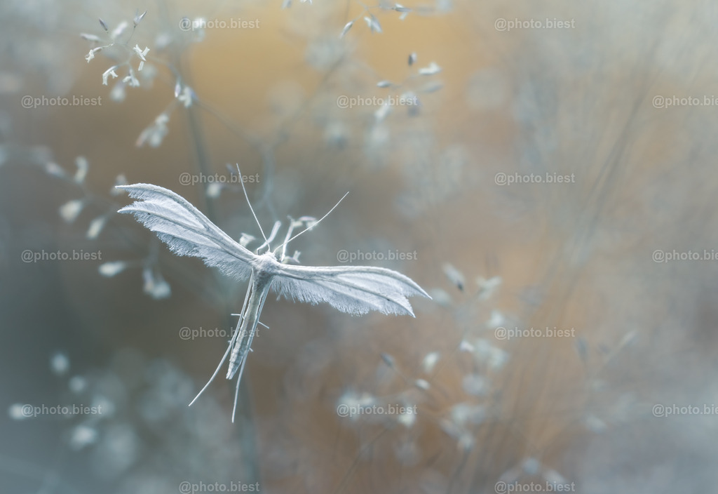 IMGC7445 | photobiest - Realisiert mit Pictrs.com