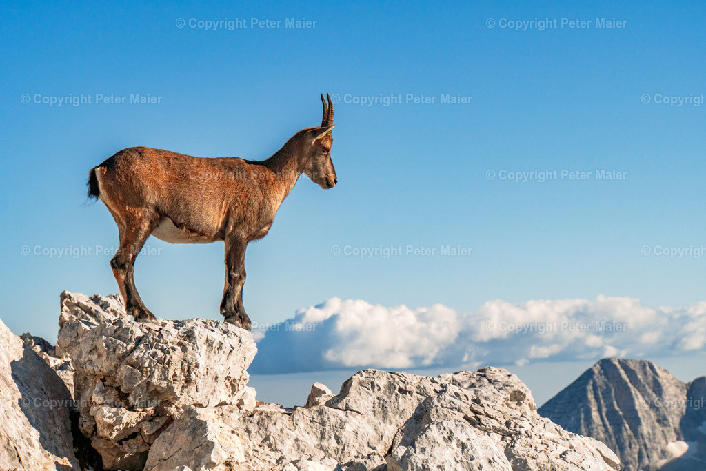 Luca_Vuerich-40 | piet_flosse