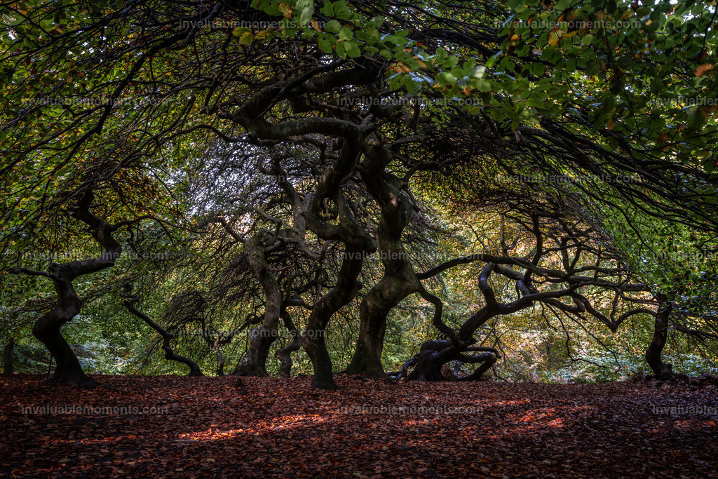 Rügen-8 | invaluablemoments.com - Realisiert mit Pictrs.com