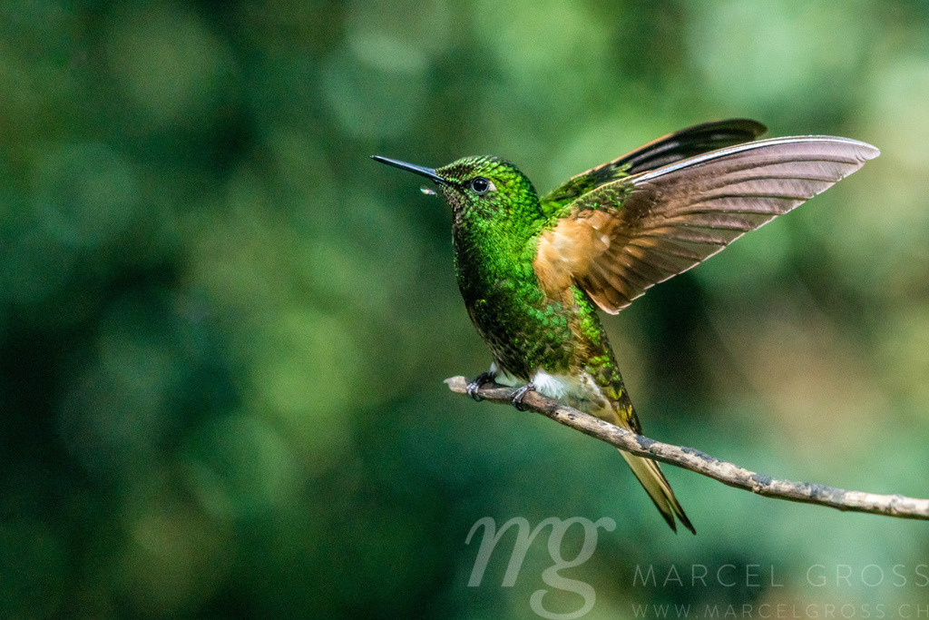 Kolibri im Reserva Natural Acaime nahe Salente, Zona Cafetera, Kolumbien | hummingbird photographed in the wonderful High-altitude Forest of Colombia - Realisiert mit Pictrs.com